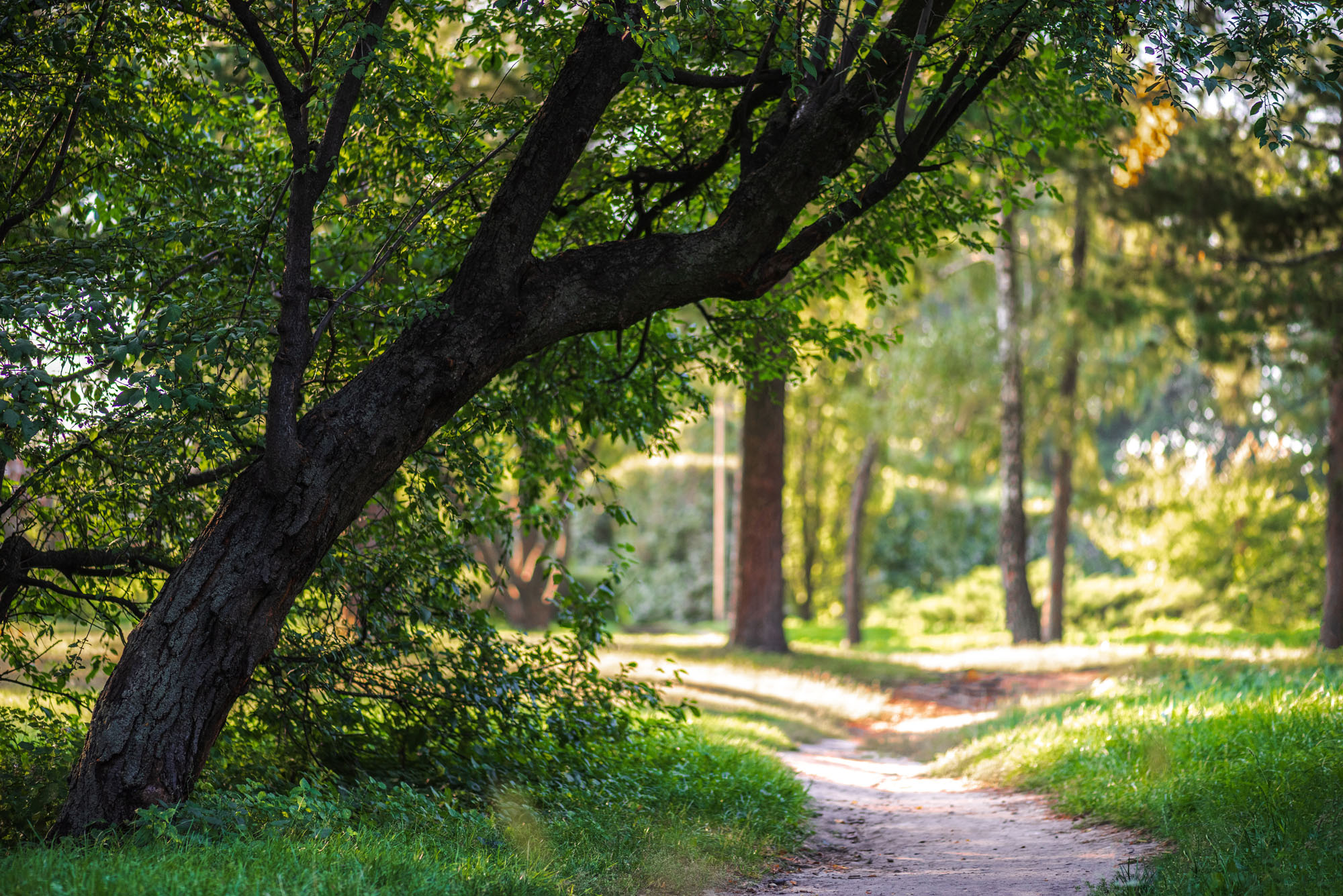A peaceful, sunlit pathway lined with green trees and plants