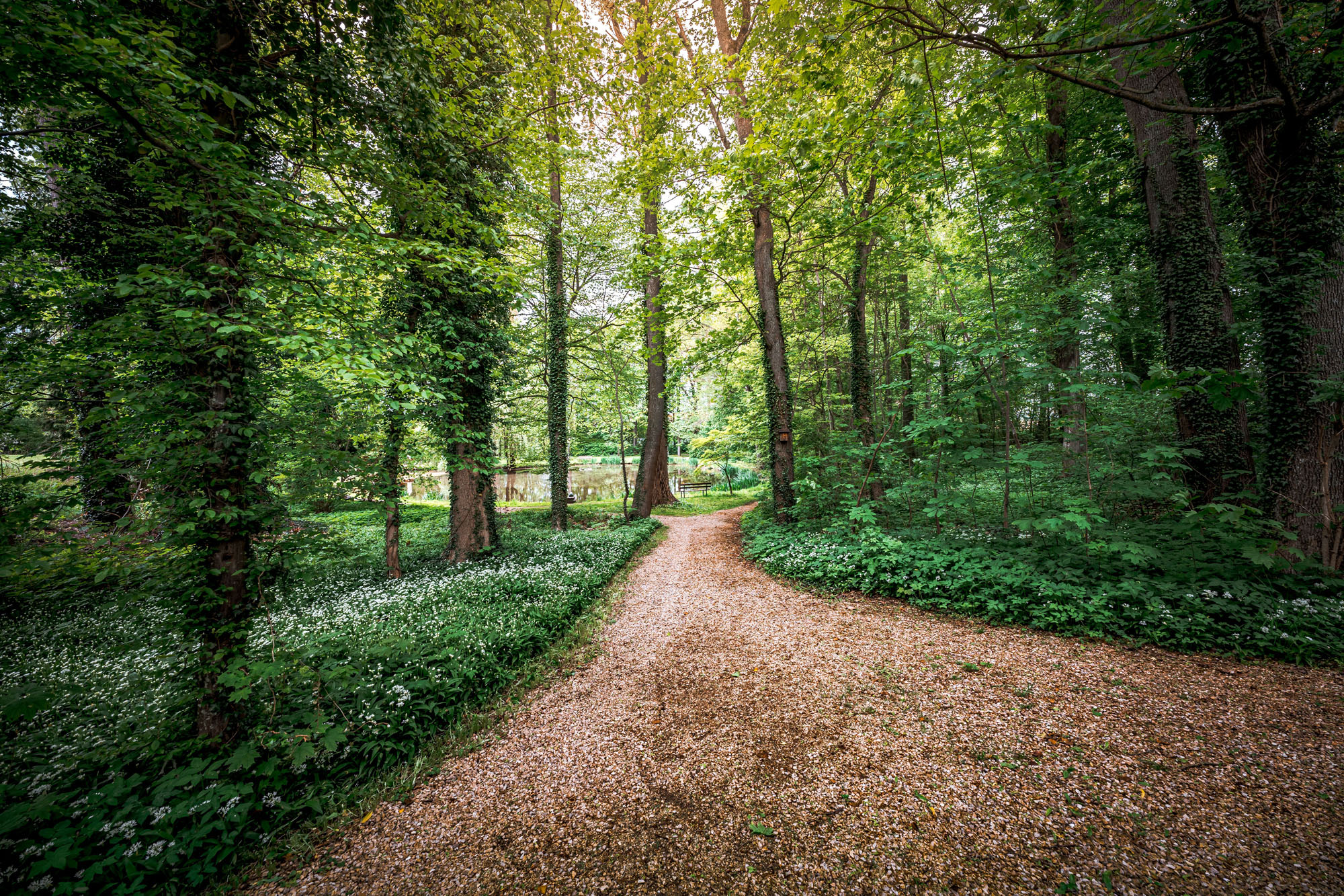 A quiet, tree-lined path through a green forest